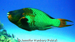 Cozumel by Jennifer Hanbury Pobiak 